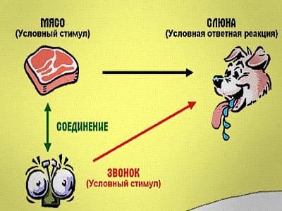Лечение алкоголизма и условные рефлексы